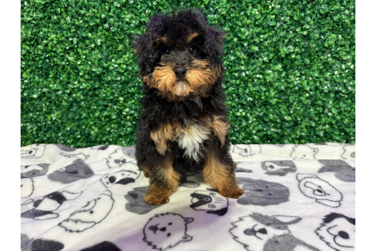 Cute Pudle Purebred Puppy