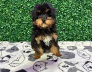 14 week old Poodle Puppy For Sale - Windy City Pups