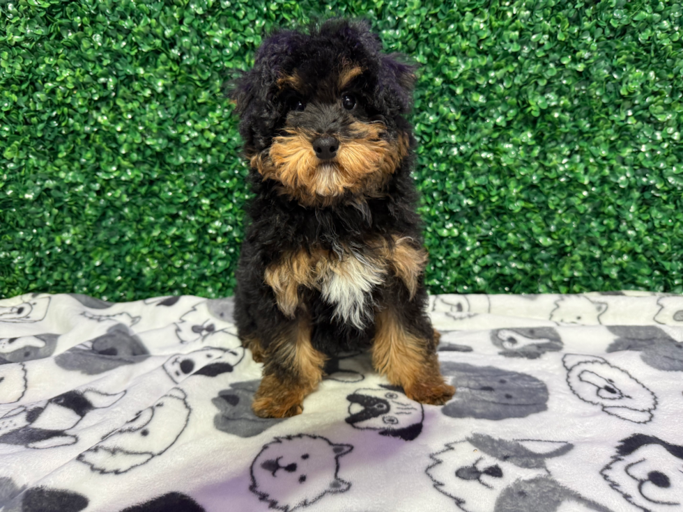 Cute Pudle Purebred Puppy