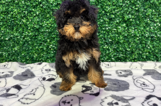 Cute Pudle Purebred Puppy