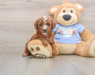 7 week old Poodle Puppy For Sale - Windy City Pups