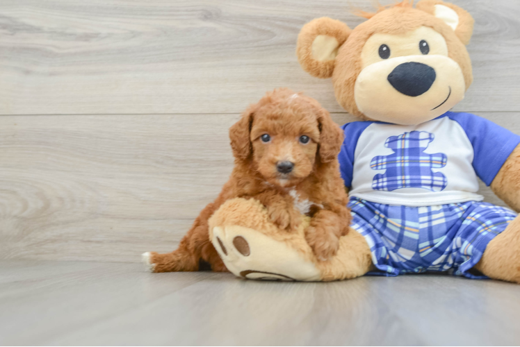 Poodle Puppy for Adoption