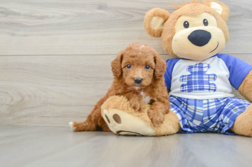 6 week old Poodle Puppy For Sale - Windy City Pups