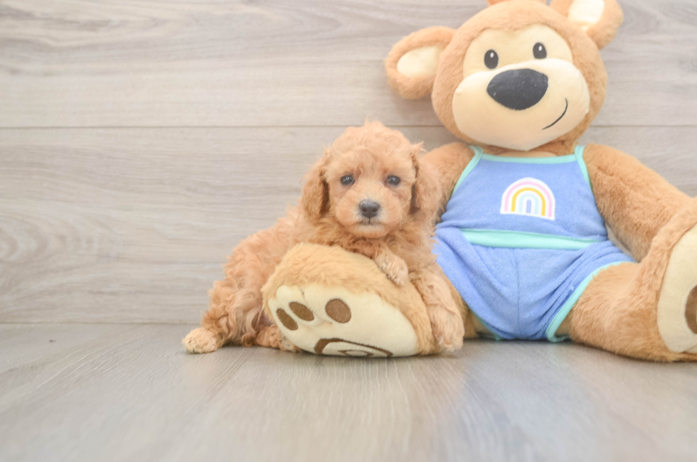 6 week old Poodle Puppy For Sale - Windy City Pups