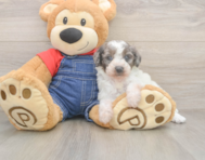 7 week old Poodle Puppy For Sale - Windy City Pups