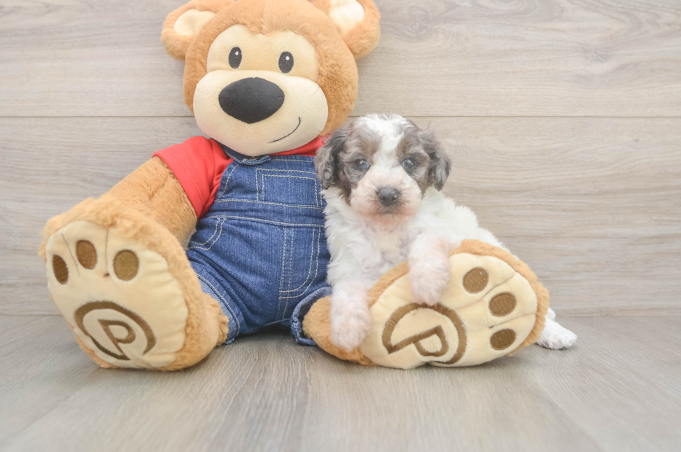6 week old Poodle Puppy For Sale - Windy City Pups