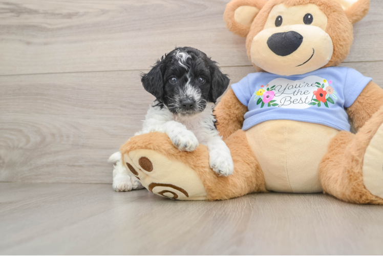 Funny Poodle Purebred Pup