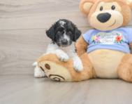 6 week old Poodle Puppy For Sale - Windy City Pups