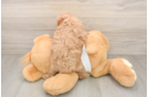 Hypoallergenic Poodle Baby