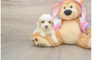 Poodle Pup Being Cute