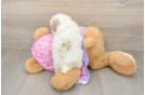 Friendly Poodle Baby