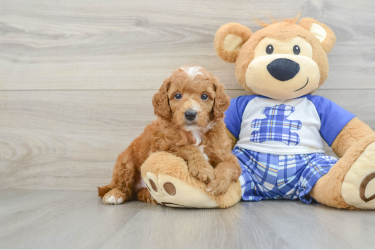Little Poodle Purebred Pup
