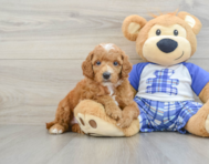 7 week old Poodle Puppy For Sale - Windy City Pups