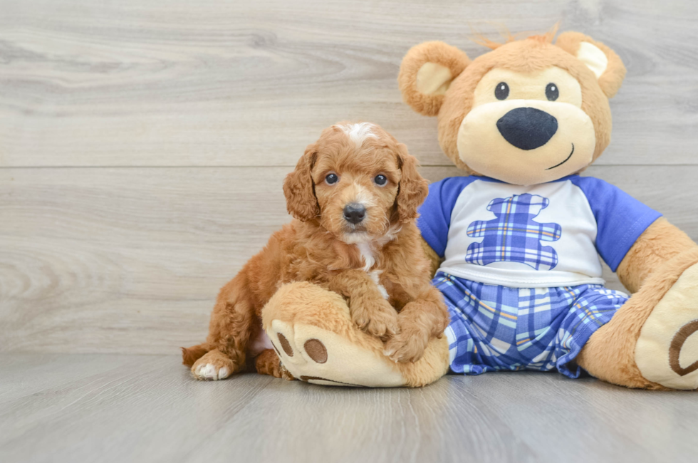 6 week old Poodle Puppy For Sale - Windy City Pups