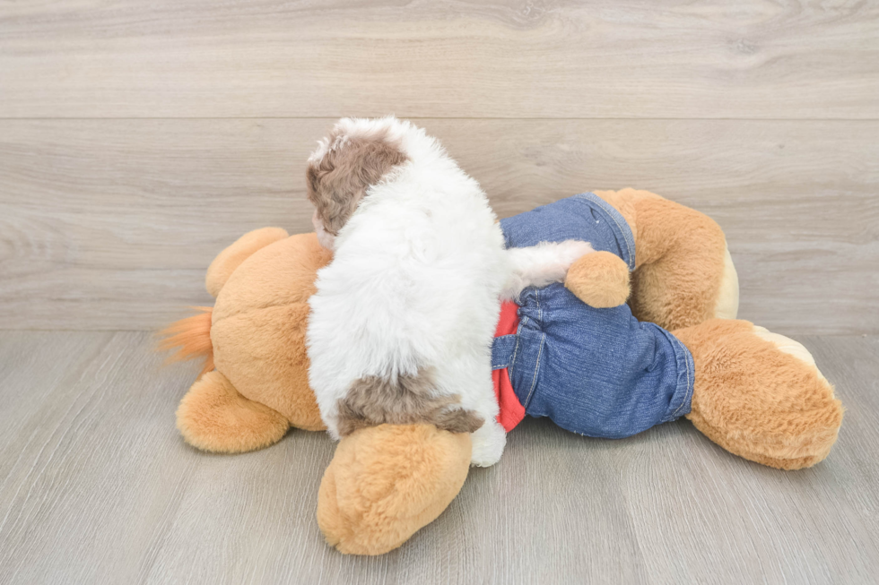 Cute Pooodle Purebred Puppy