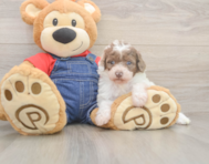 7 week old Poodle Puppy For Sale - Windy City Pups