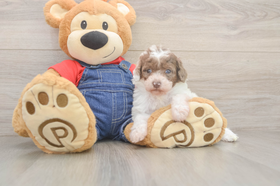 6 week old Poodle Puppy For Sale - Windy City Pups