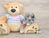 5 week old Poodle Puppy For Sale - Windy City Pups