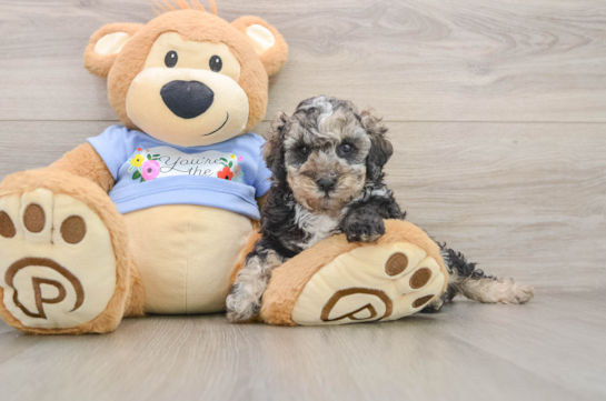 THUNDER, a Poodle littermate