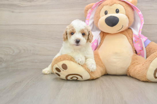 Best Poodle Baby