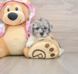 6 week old Poodle Puppy For Sale - Windy City Pups
