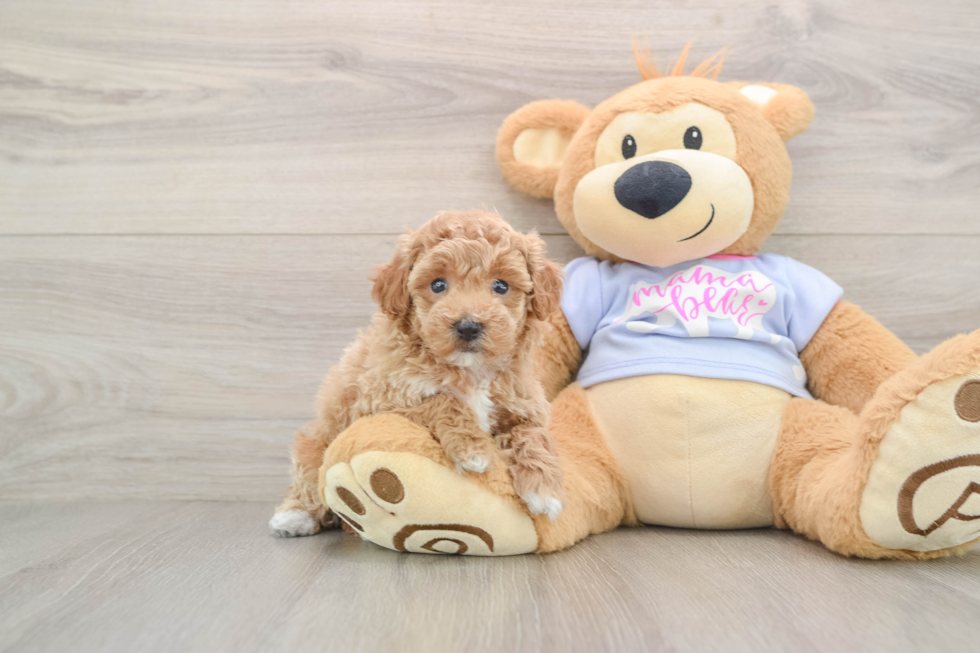 Smart Pudel Purebred Puppy