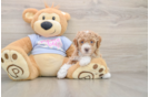 Poodle Puppy for Adoption