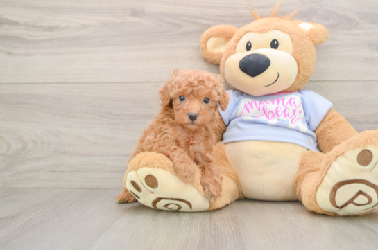 Cute Pudel Purebred Puppy