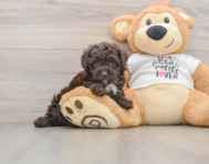 7 week old Poodle Puppy For Sale - Windy City Pups