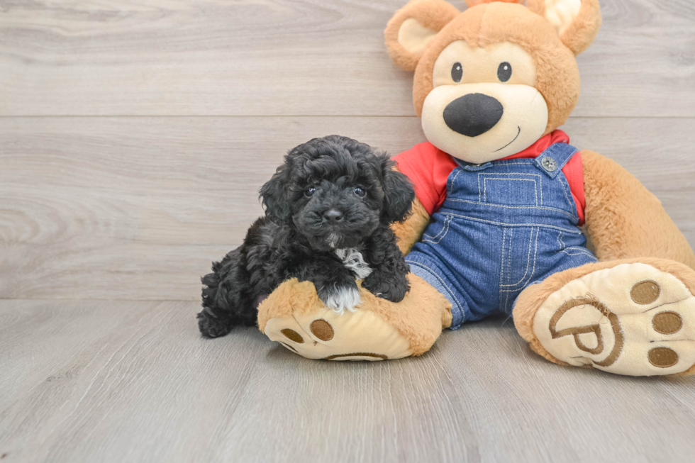 Poodle Puppy for Adoption