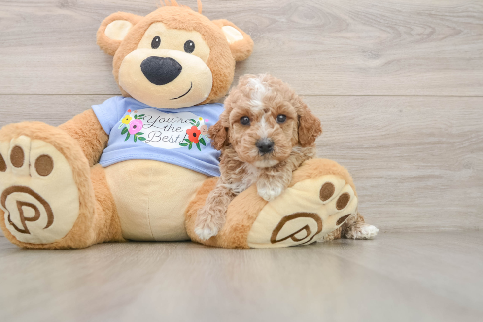 Poodle Pup Being Cute