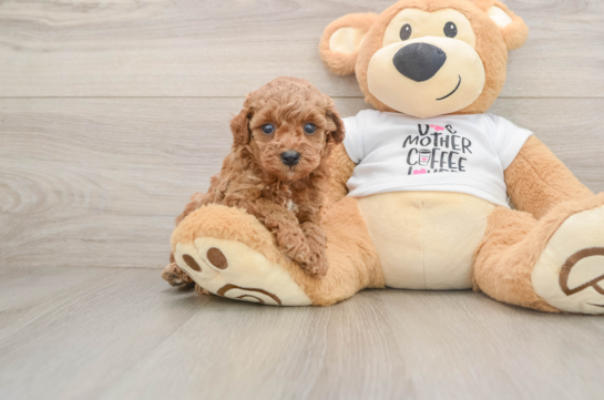 Energetic Caniche Purebred Puppy