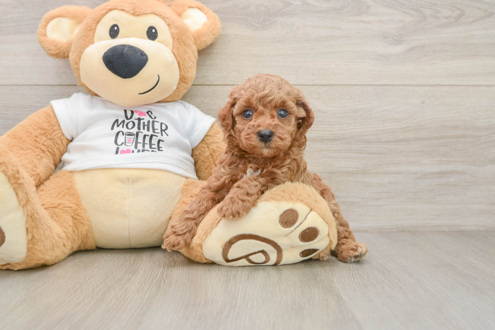 Playful Poodle Baby