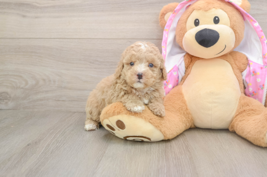 Poodle Puppy for Adoption