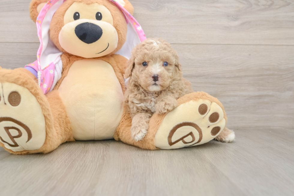 Funny Poodle Purebred Pup