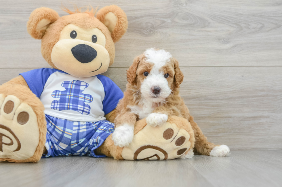 6 week old Poodle Puppy For Sale - Windy City Pups