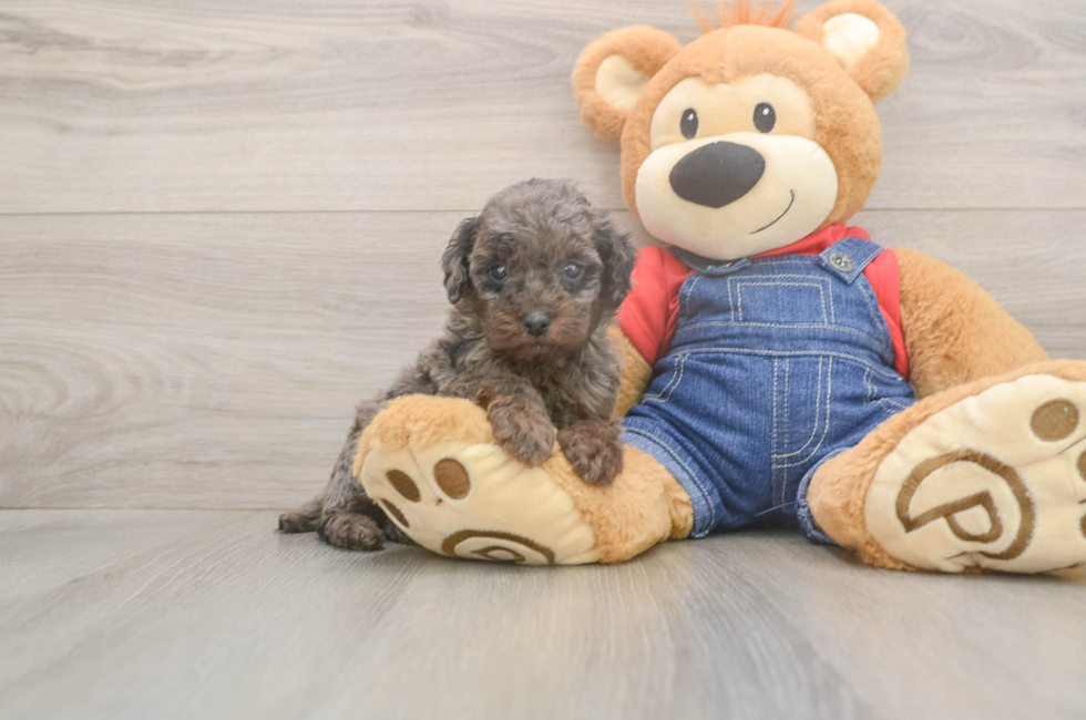 6 week old Poodle Puppy For Sale - Windy City Pups