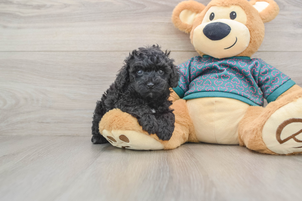 Poodle Pup Being Cute