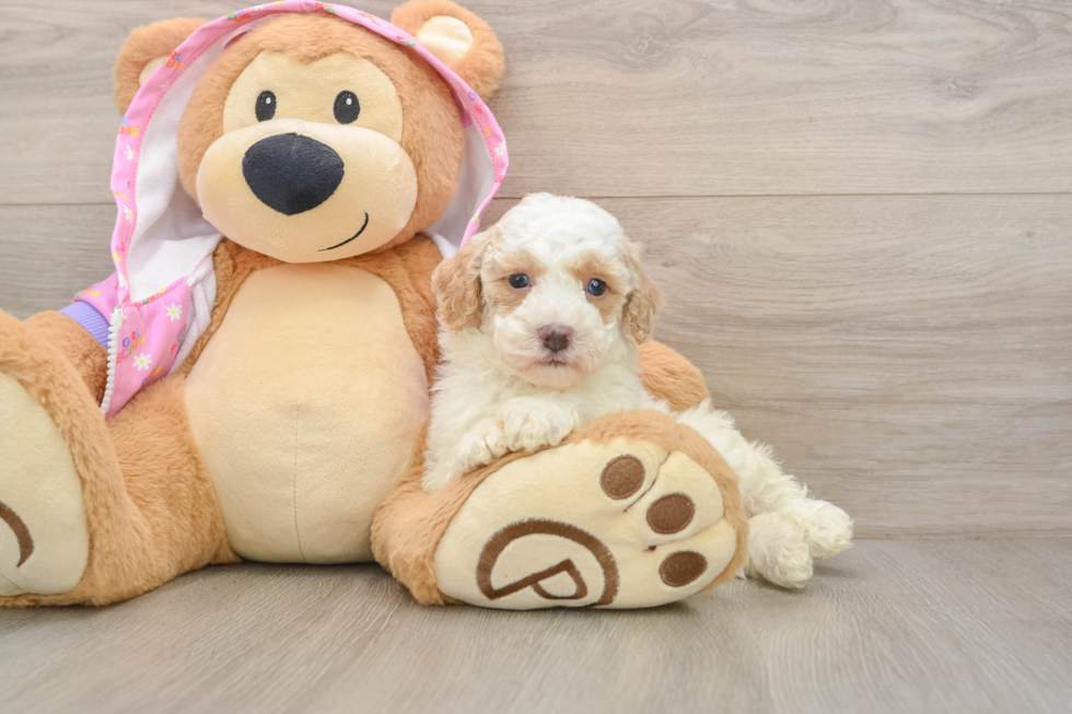 Poodle Puppy for Adoption