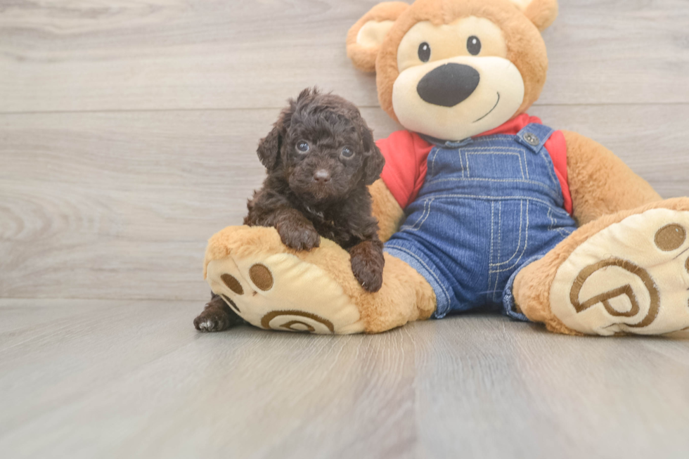 Poodle Pup Being Cute