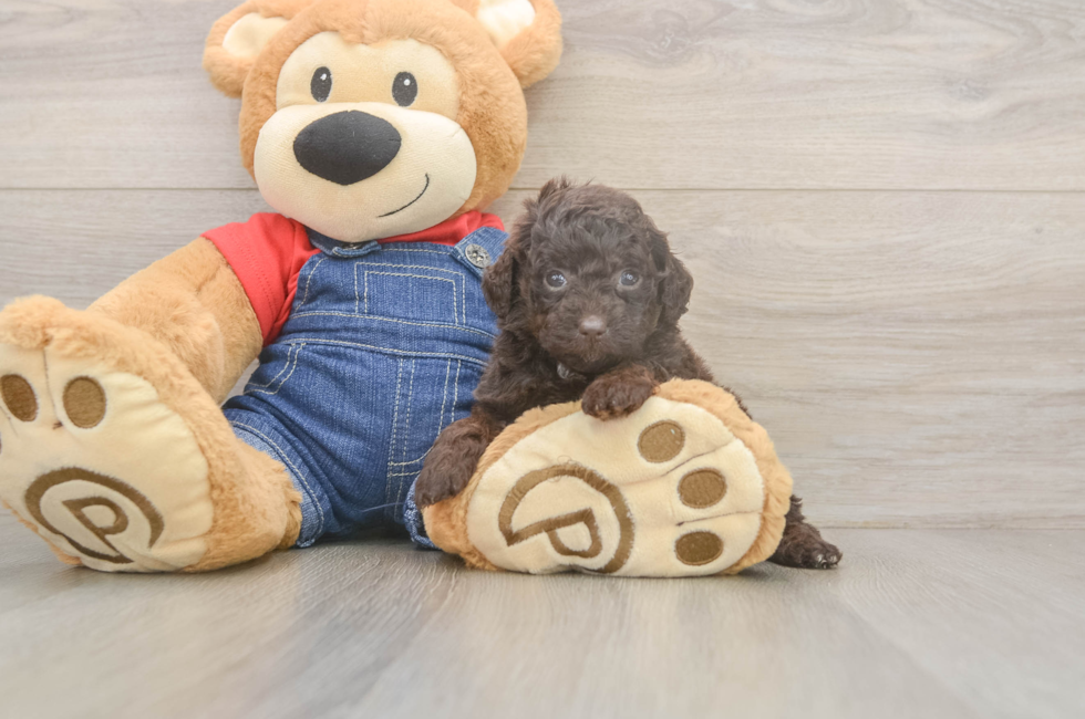 6 week old Poodle Puppy For Sale - Windy City Pups