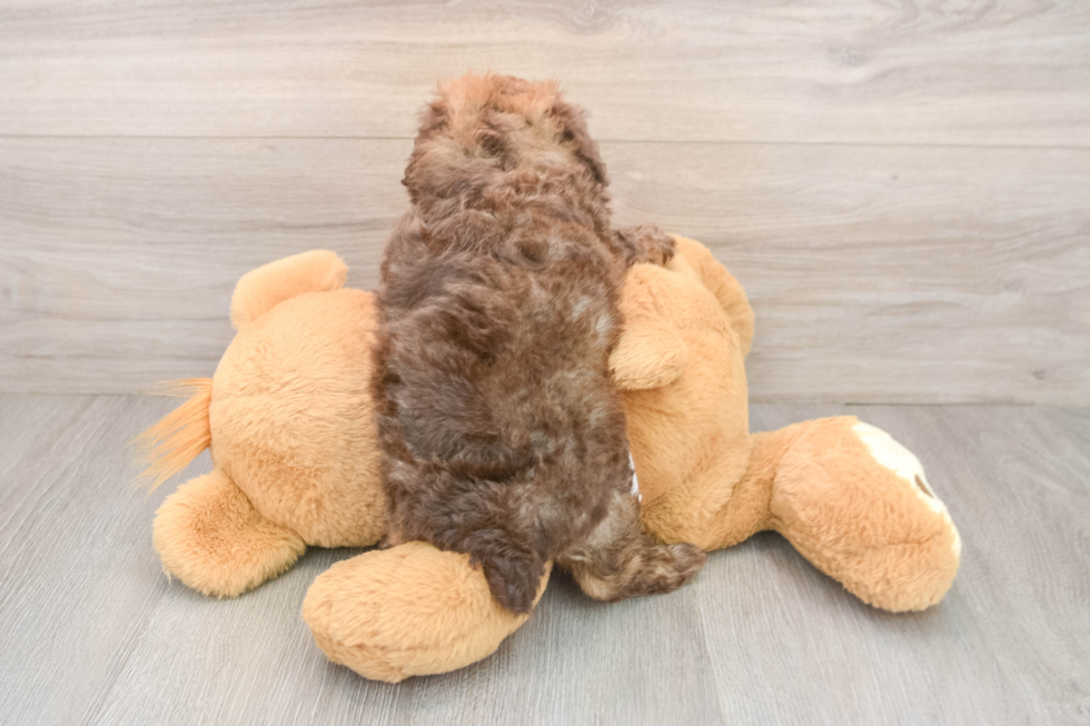 Poodle Puppy for Adoption