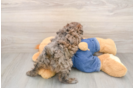 Poodle Pup Being Cute