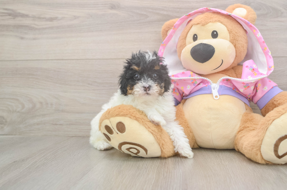 5 week old Poodle Puppy For Sale - Windy City Pups