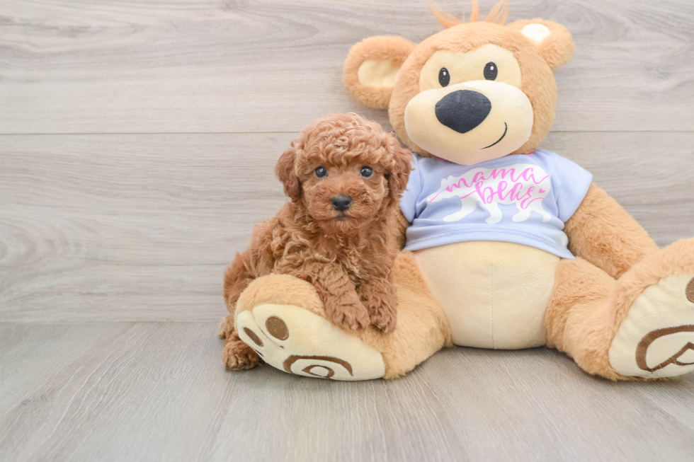 Friendly Poodle Baby