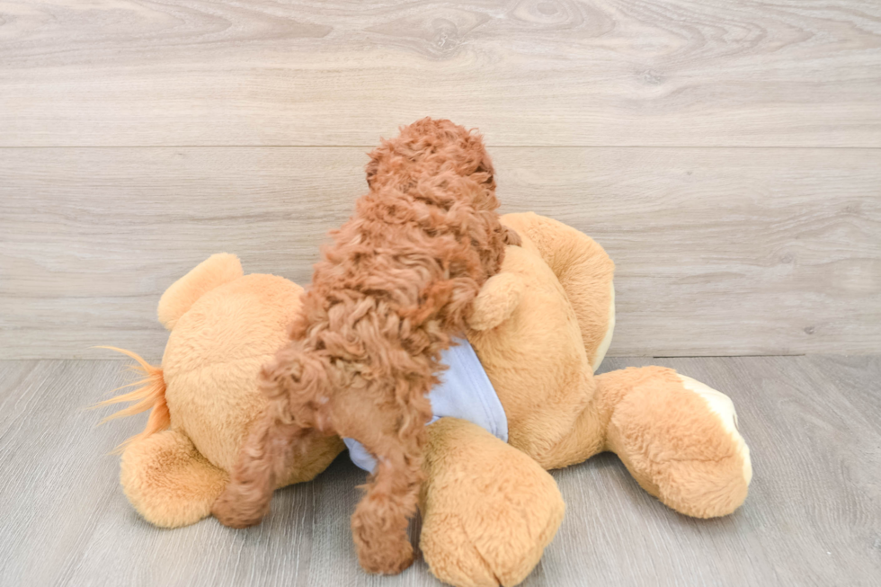 Poodle Pup Being Cute