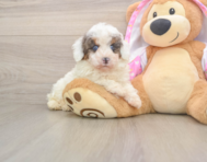 8 week old Poodle Puppy For Sale - Windy City Pups
