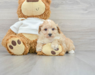 8 week old Poodle Puppy For Sale - Windy City Pups