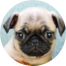 Pug Puppy For Sale - Windy City Pups