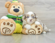 5 week old Saussie Puppy For Sale - Windy City Pups